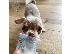 PoulaTo: male and female Chihuahua